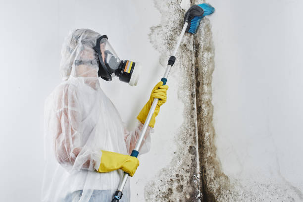 Mold Testing and Removal in Candler Mcafee, GA