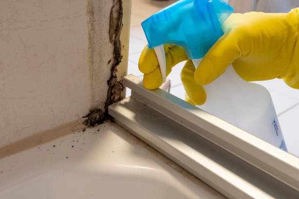 Best Home Mold Removal  in Candler Mcafee, GA
