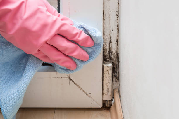 Best Emergency Mold Removal  in Candler Mcafee, GA
