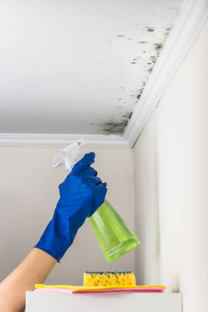 Best Toxic Mold Removal  in Candler Mcafee, GA